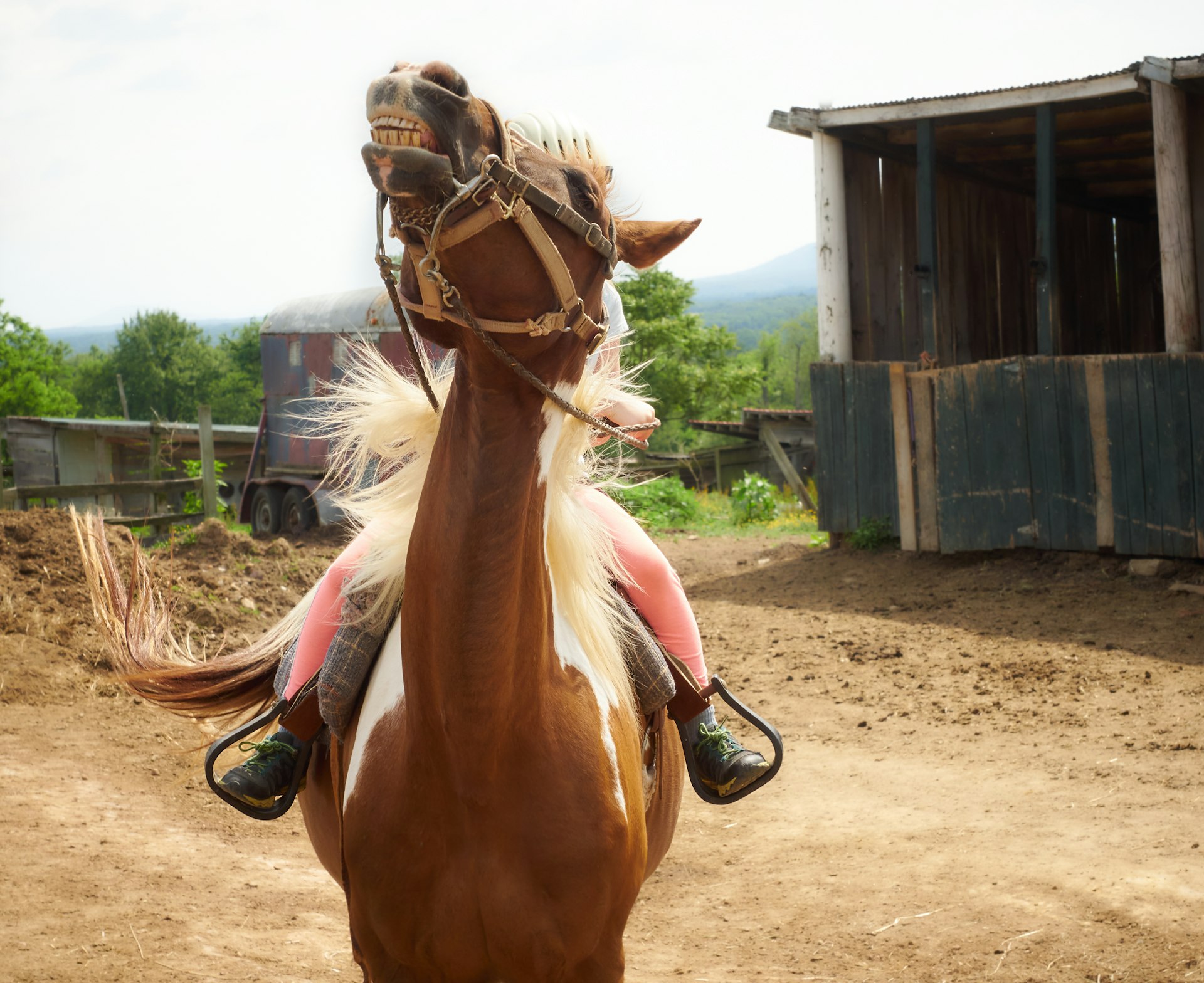 brown and white horse on brown soil during daytime