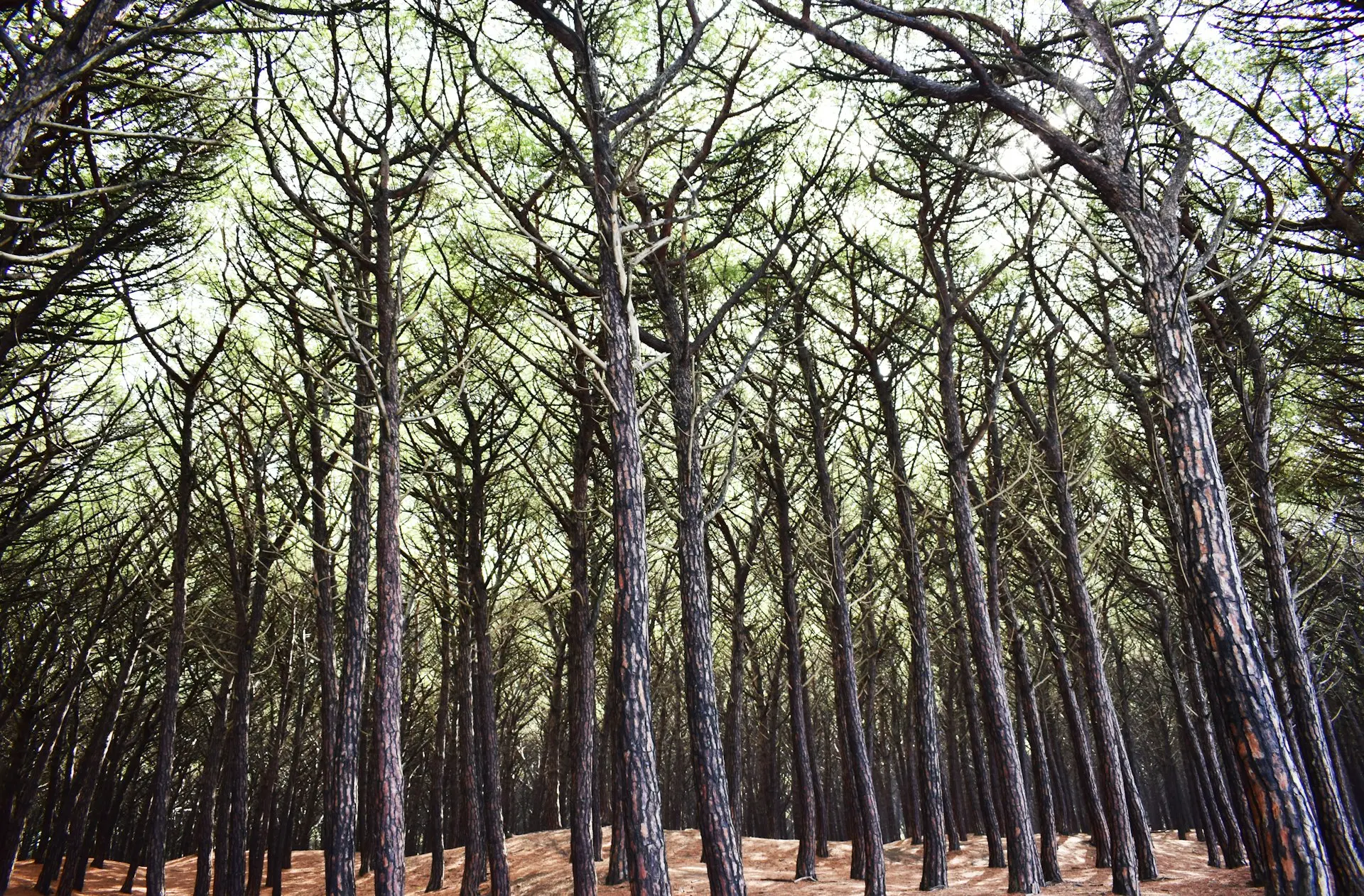landscape photo of trees