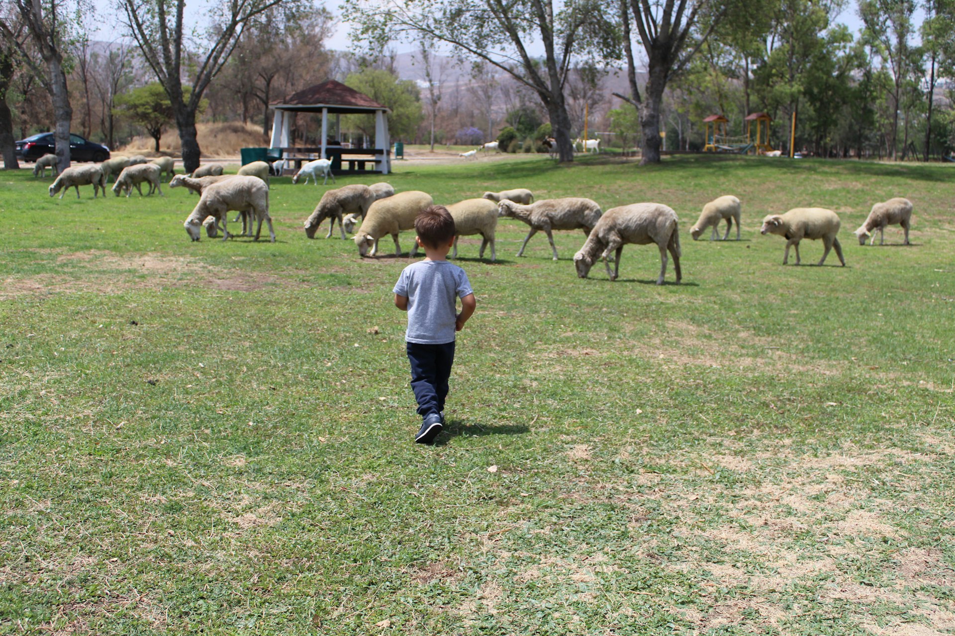 man in beige long sleeve shirt standing on green grass field with brown sheep during daytime