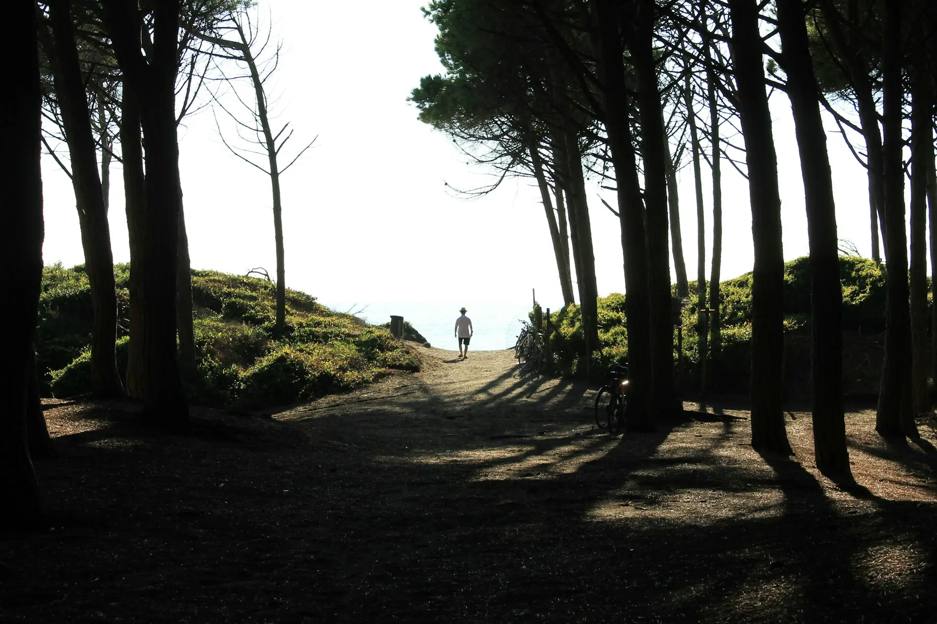 person walking on pathway between trees during daytime